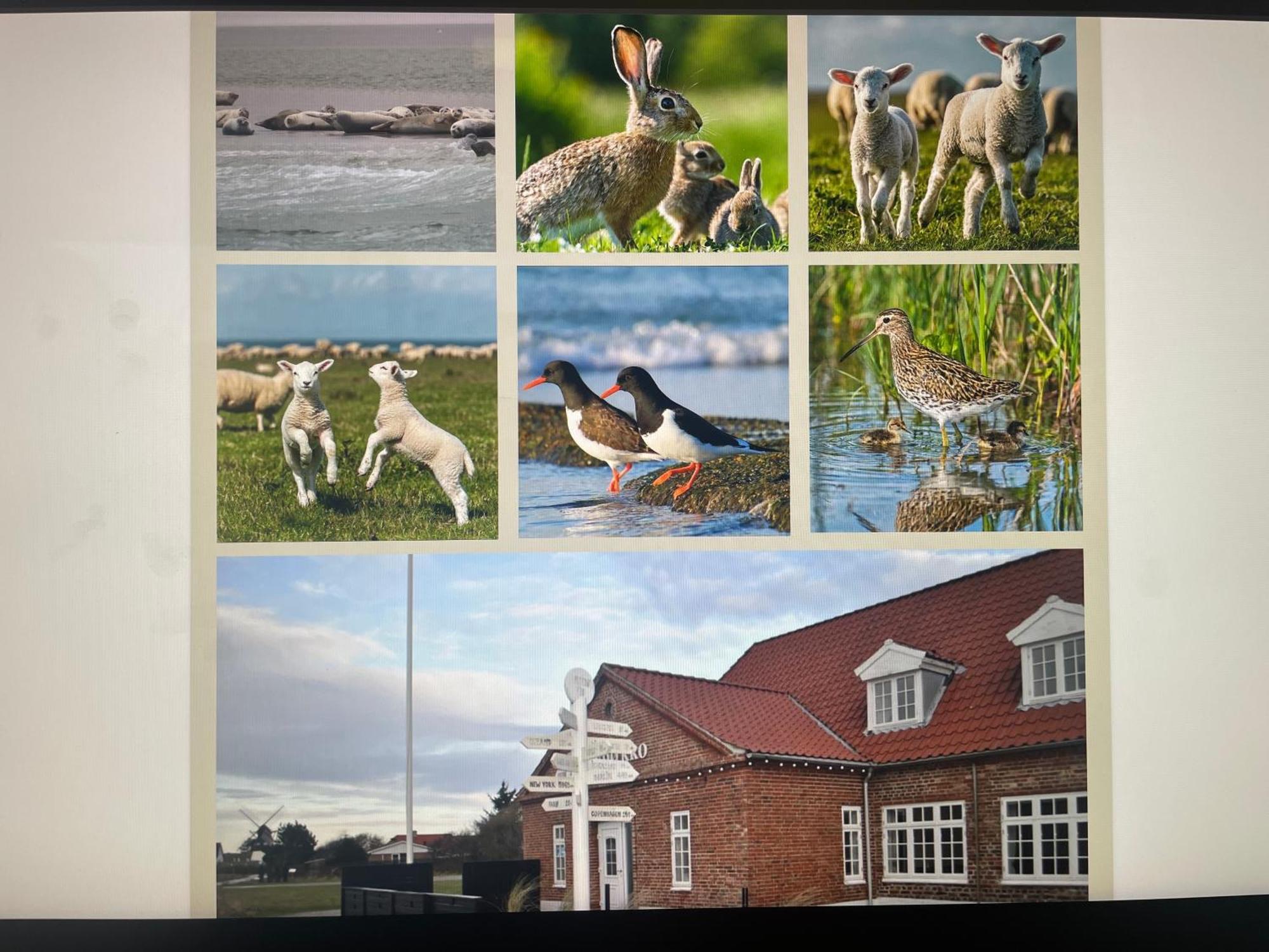 Mando Kro Ribe Exteriér fotografie